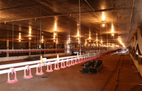 Granja da Lunedo produzirá 150 mil matrizes anualmente