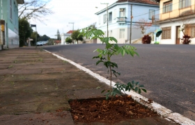 Novas mudas de árvores foram plantadas pelo município (4)